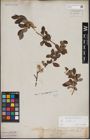Foto von Salix aurita L.